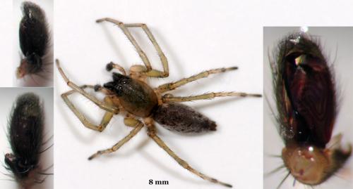 Réf. 44 504 : Clubiona pallidula