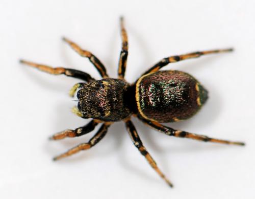 Réf. 44 828 : Heliophanus auratus