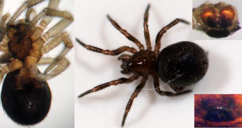 Réf. 44 964 : Enoplognatha thoracica