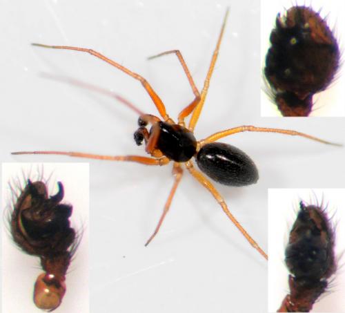 Réf. 44 965 : Hylyphantes nigritus