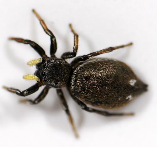 Réf. 44 963 : Heliophanus aeneus