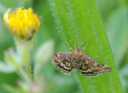 Pyrausta despicata
