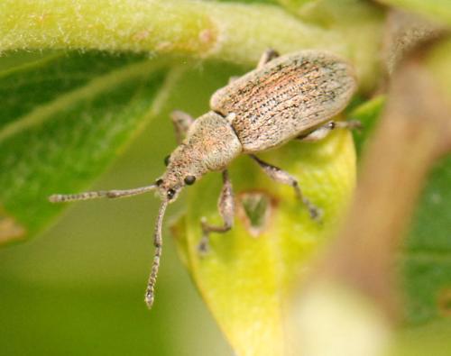 Phyllobius sp.