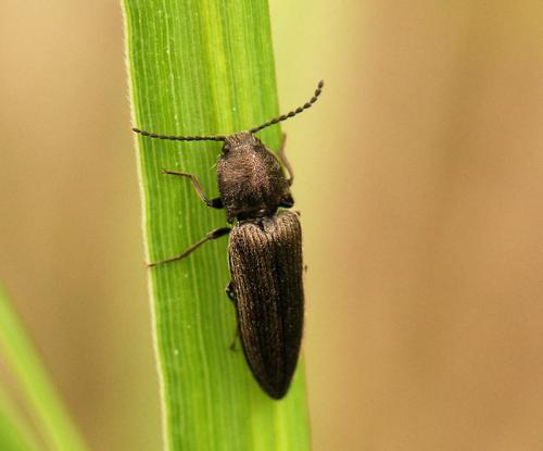 Cidnopus pilosus
