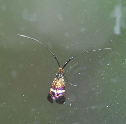 Adela australis