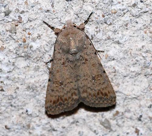 Réf. 44 780 : Caradrina clavipalpis