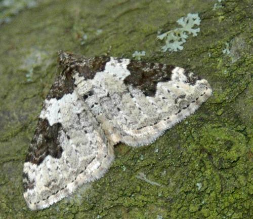 Xanthorhoe fluctuata