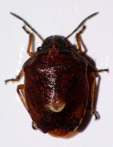 Réf. 44 746 : Rubiconia intermedia