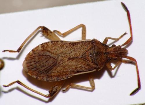 Ceraleptus lividus