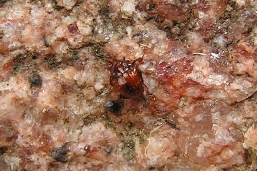 Haeterius ferrugineus