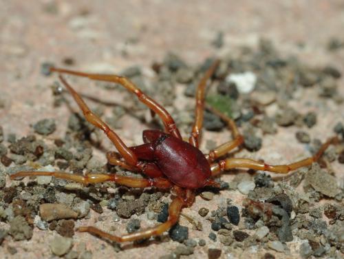 Réf. 44 775 : Dysdera sp.