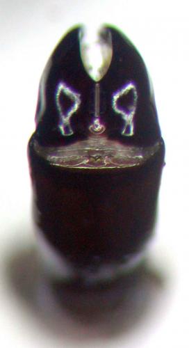 Coenochilus sp.