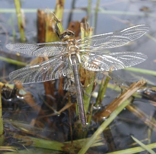 Cordulia aenea