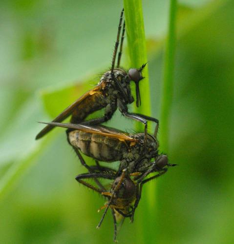 Empis tessellata