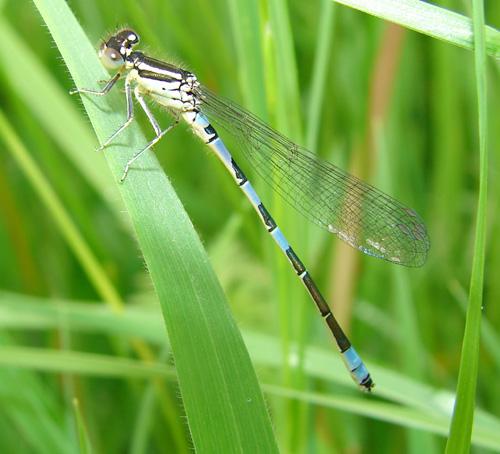Coenagrion scitulum