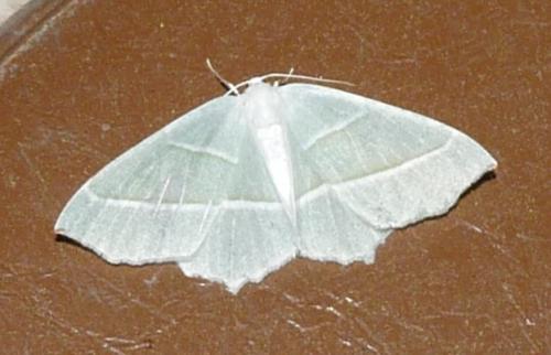 Campaea margaritaria