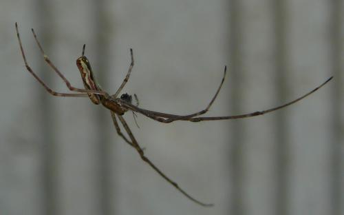 Tetragnatha sp.