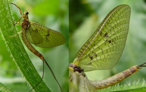 Ephemera danica