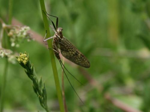 Ecdyonurus sp.