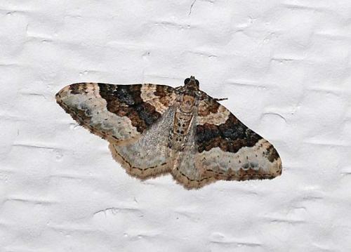 Réf. 44 694 : Epirrhoe galiata