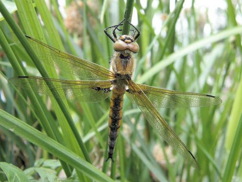 Réf. 44 274 : Epitheca bimaculata