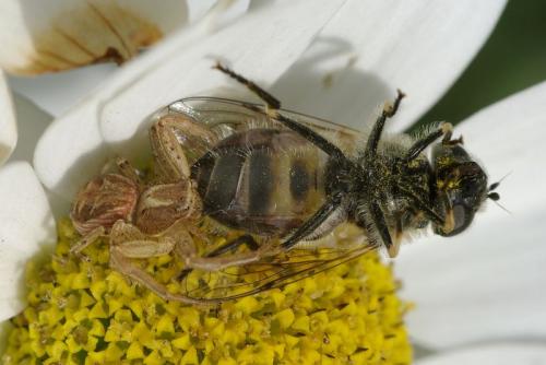 Xysticus sp.