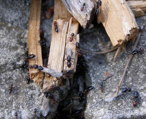 Réf. 44 104 : Camponotus lateralis