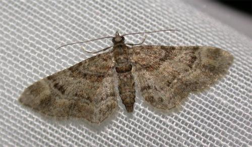 Réf. 44 067 : Gymnoscelis rufifasciata