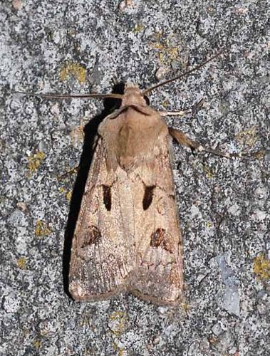 Réf. 44 779 : Agrotis exclamationis