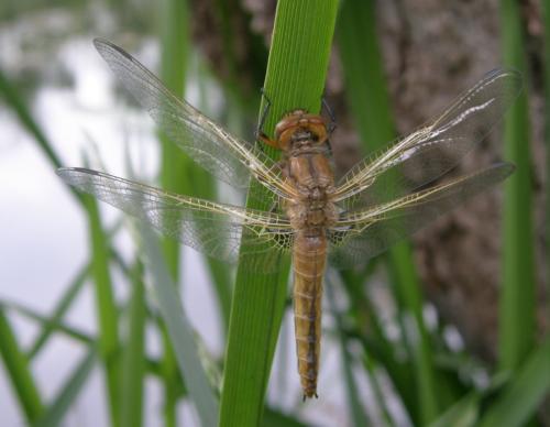 Libellula fulva