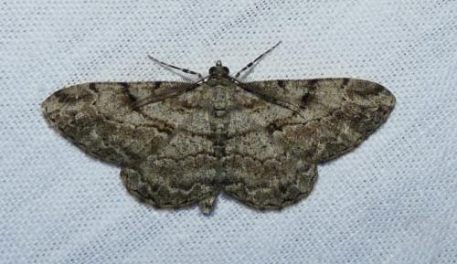 Peribatodes rhomboidaria