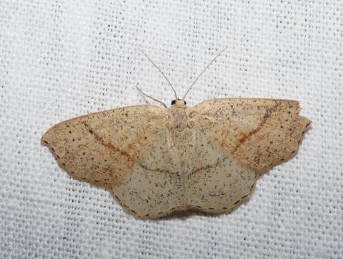Réf. 44 981 : Cyclophora punctaria