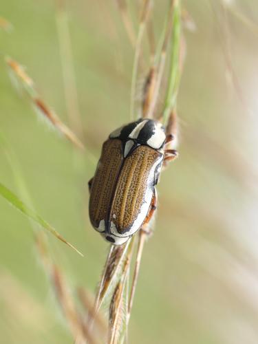 Gnathocera sp.