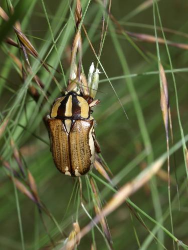 Gnathocera sp.