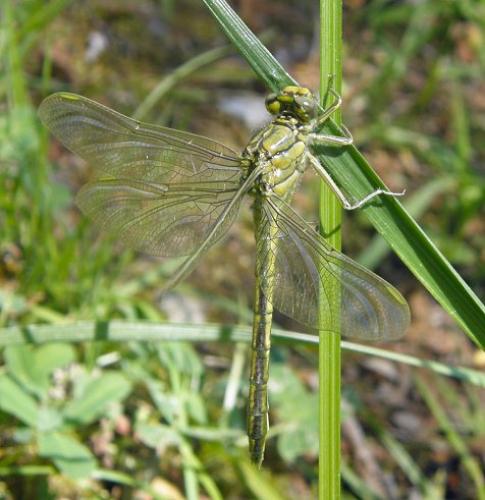 Gomphus pulchellus
