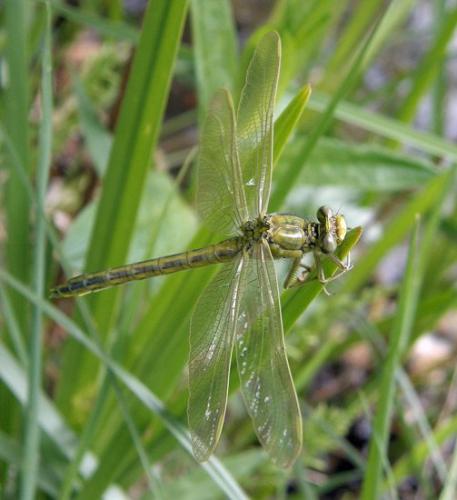 Gomphus pulchellus