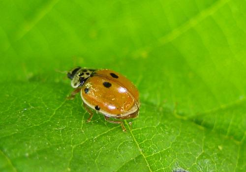 Adalia decempunctata
