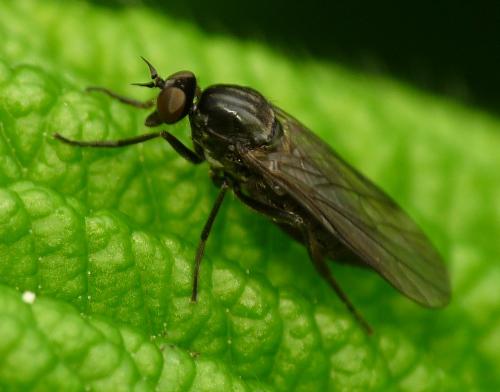 Hilara sp.