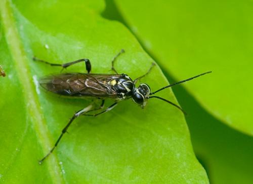 Pachyprotasis sp.