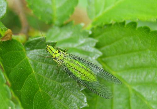 Réf. 44 225 : Hypochrysa elegans