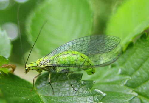 Réf. 44 226 : Hypochrysa elegans