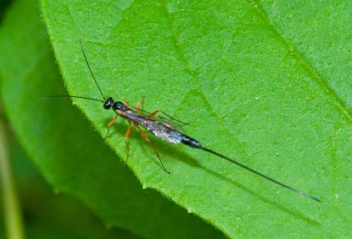 Réf. 44 915 : Pimplinae inconnu