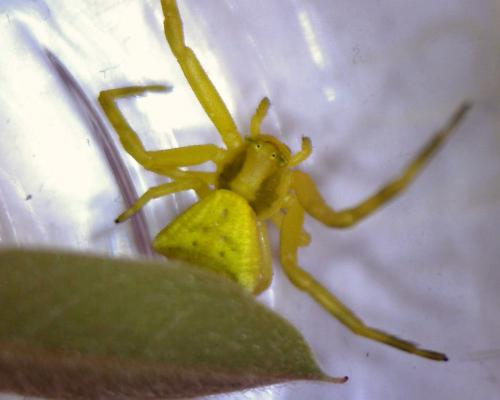 Thomisus onustus