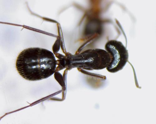 Réf. 44 027 : Camponotus aethiops