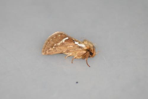 Pharmacis lupulina