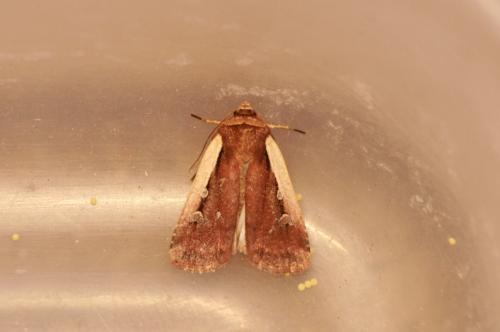 Réf. 44 273 : Ochropleura plecta
