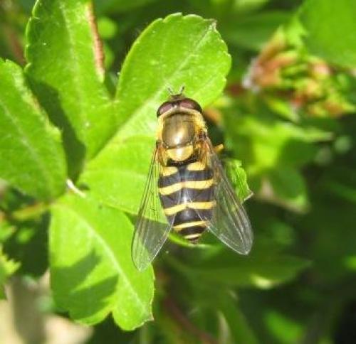 Syrphus sp.