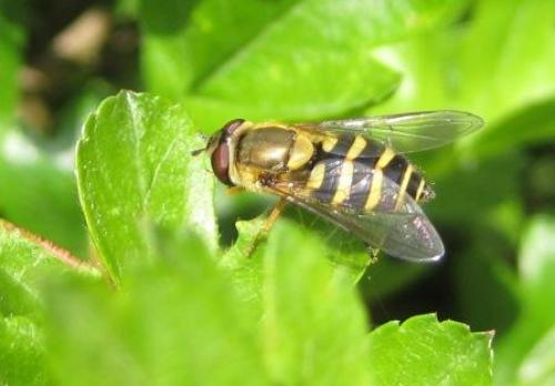 Syrphus sp.