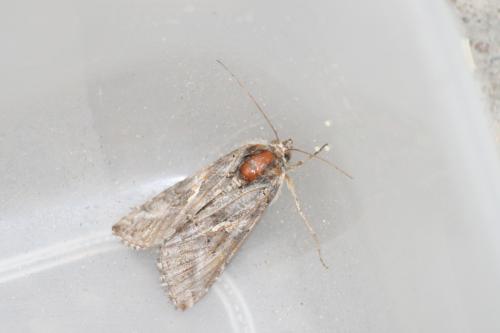 Autographa gamma