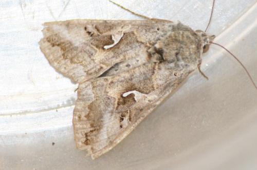 Autographa gamma